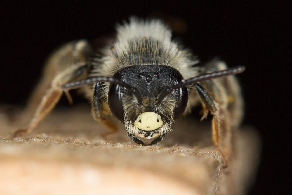  Andrena limbata Eversmann, 1852