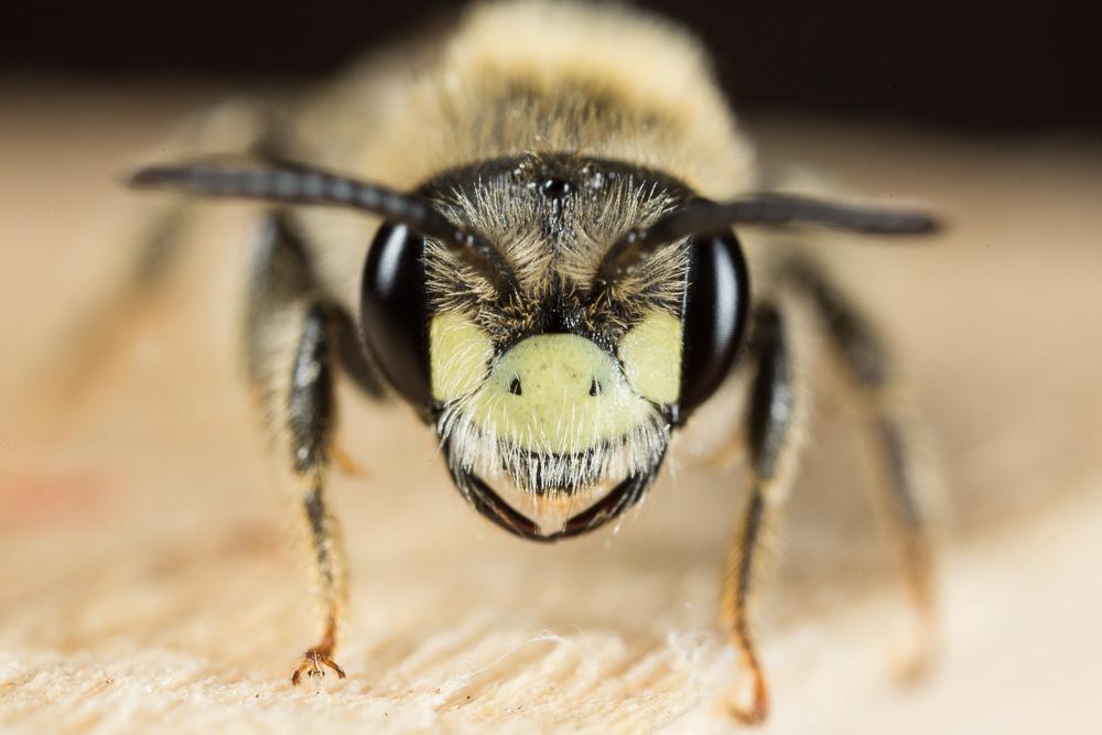  Andrena labialis (Kirby, 1802)