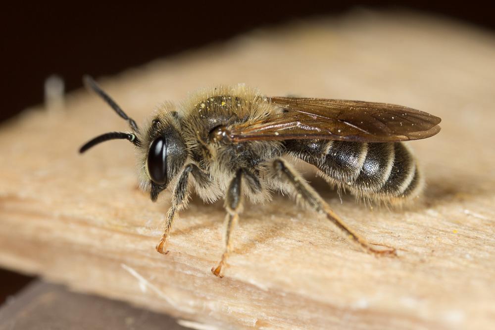  Andrena labialis (Kirby, 1802)