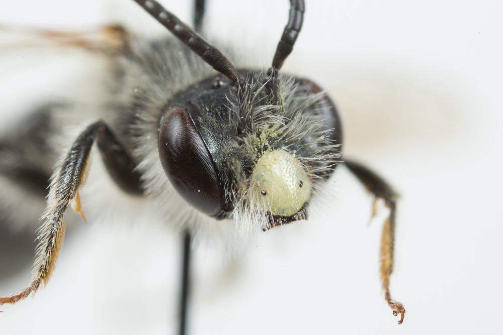 Andrena humilis Imhoff, 1832
