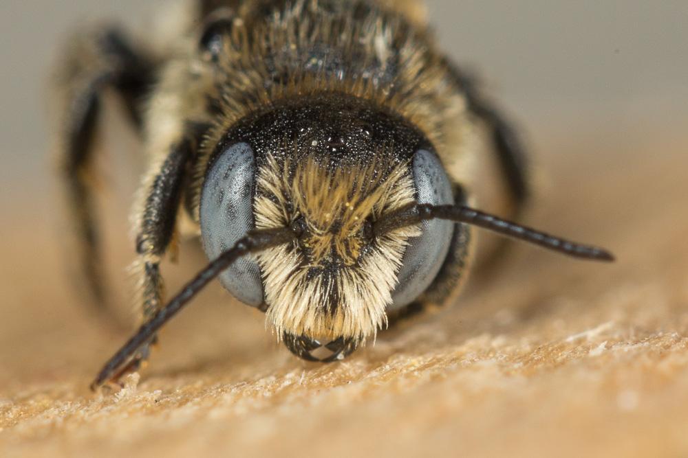 Osmia spinulosa (Kirby, 1802)