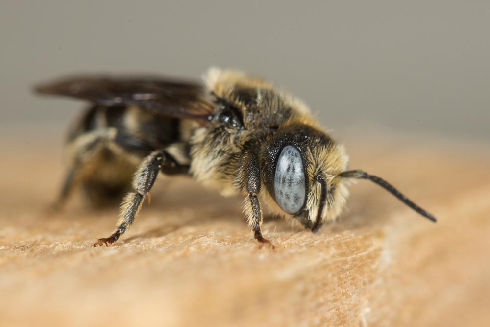 Osmia spinulosa (Kirby, 1802)