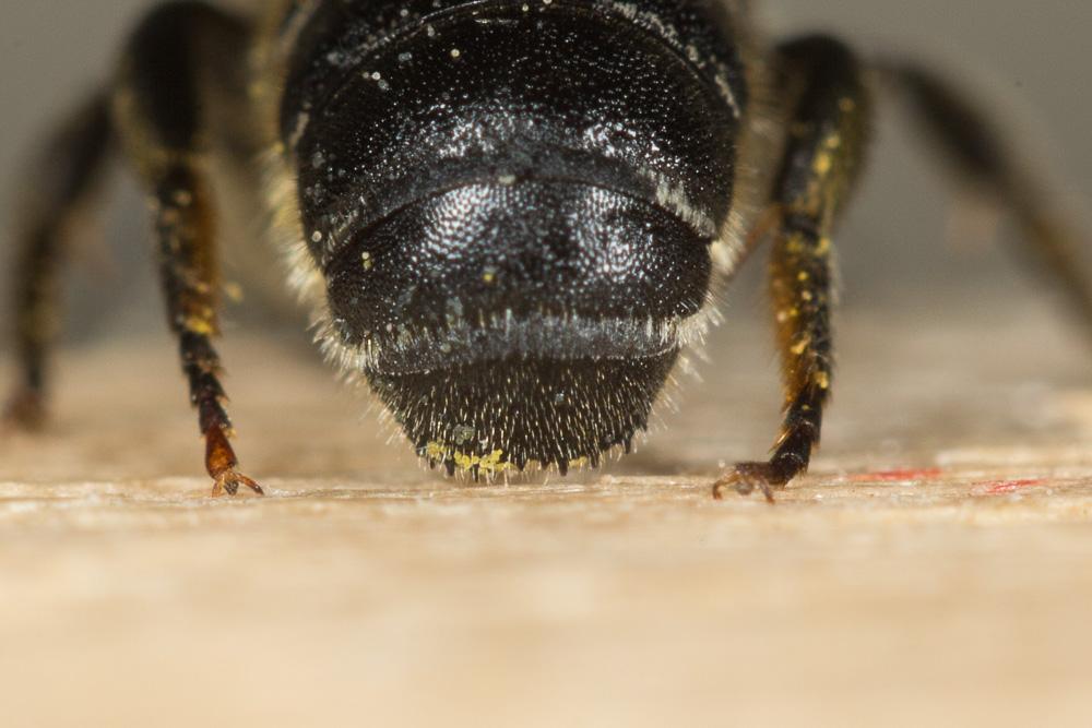  Osmia spinulosa (Kirby, 1802)