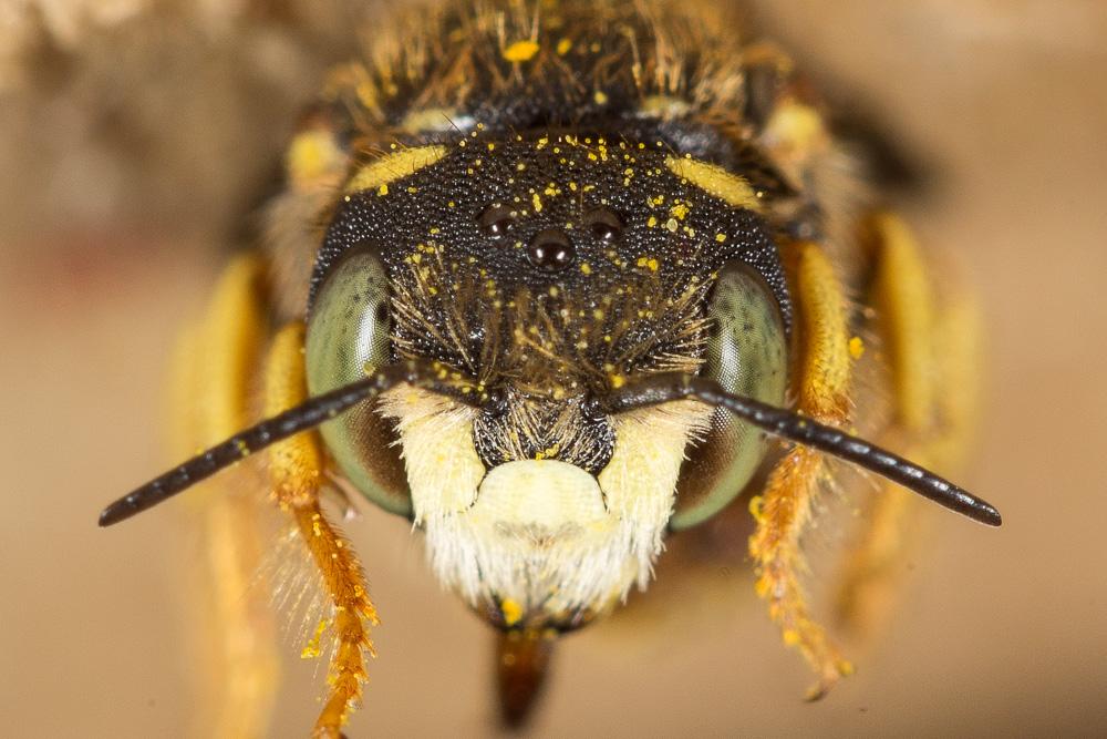 Pseudoanthidium scapulare (Latreille, 1809)