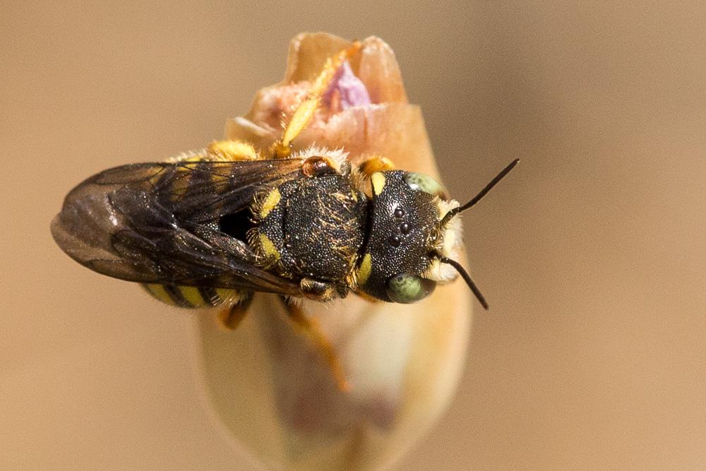 Pseudoanthidium scapulare (Latreille, 1809)