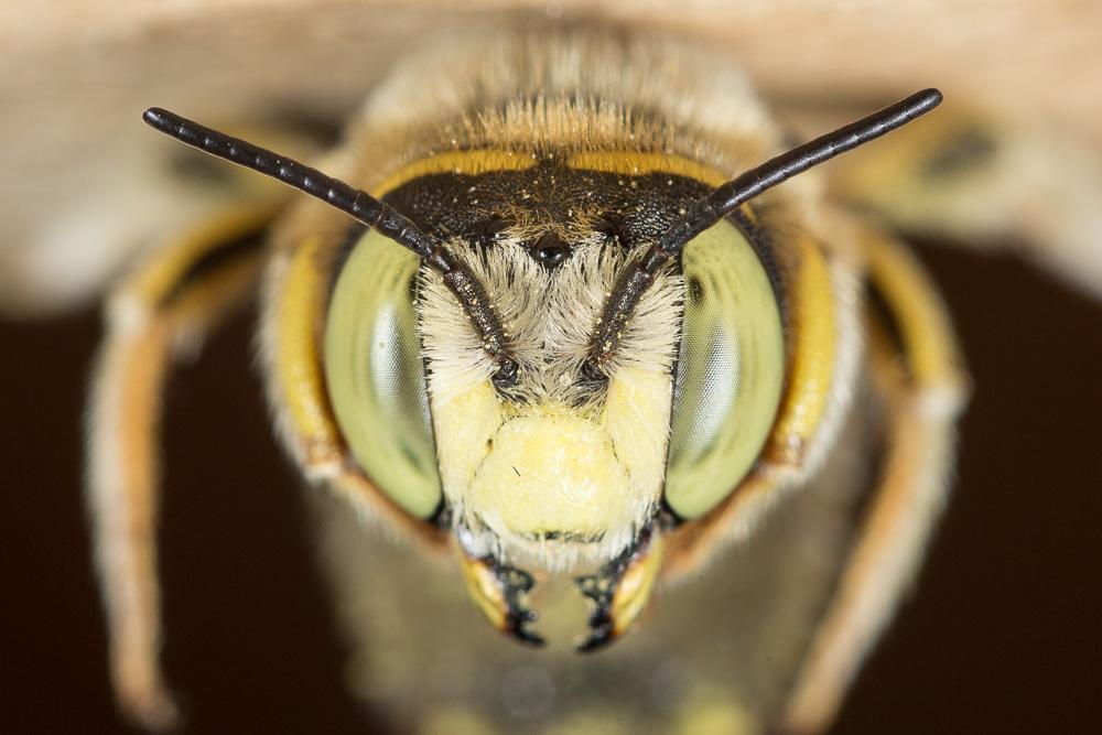 Anthidium diadema Latreille, 1809