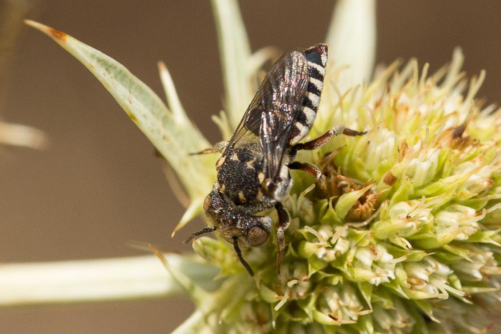 Coelioxys haemorrhoa Förster, 1853
