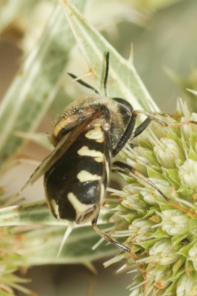 Stratiomys singularior (Harris, 1776)