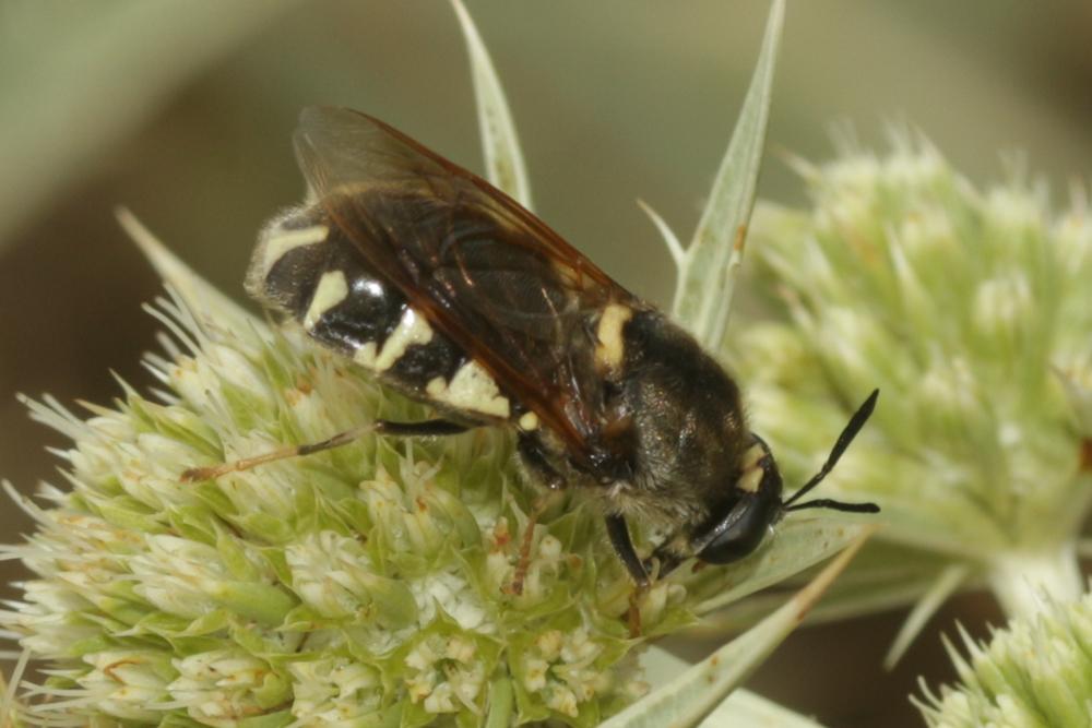 Stratiomys singularior (Harris, 1776)