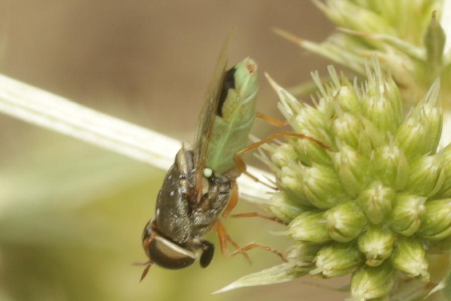 Odontomyia angulata (Panzer, 1798)