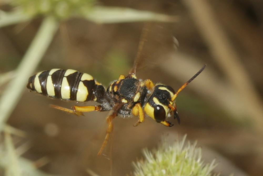 Cerceris tuberculata (Villers, 1787)