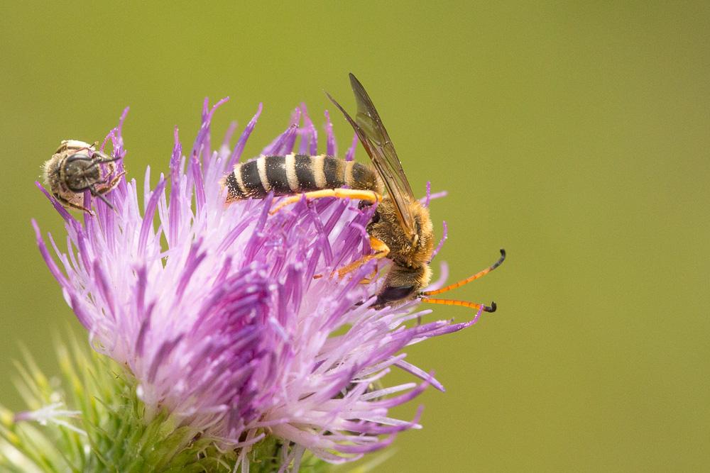Halictus sexcinctus (Fabricius, 1775)