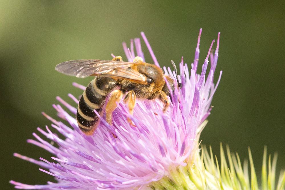 Halictus sexcinctus (Fabricius, 1775)