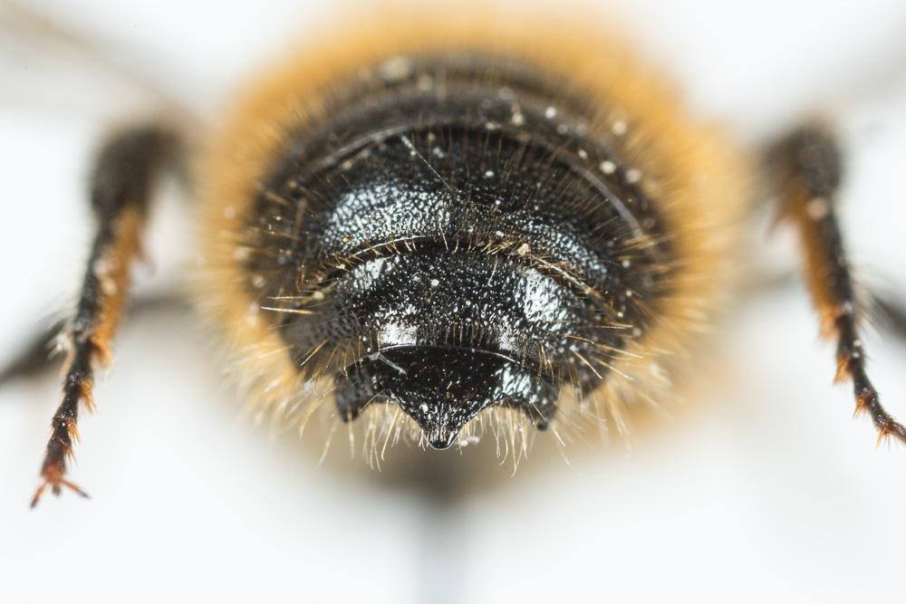 Hoplitis tridentata (Dufour & Perris, 1840)