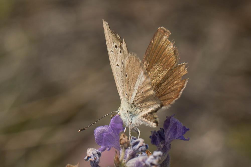 Sablé provençal (Le) Polyommatus ripartii (Freyer, 1830)