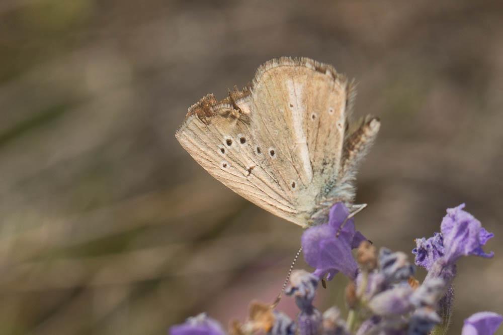 Sablé provençal (Le) Polyommatus ripartii (Freyer, 1830)
