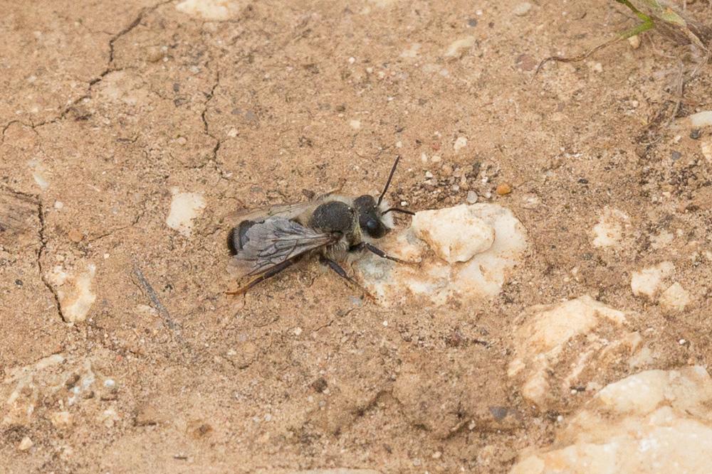 Megachile rufescens (Pérez, 1879)