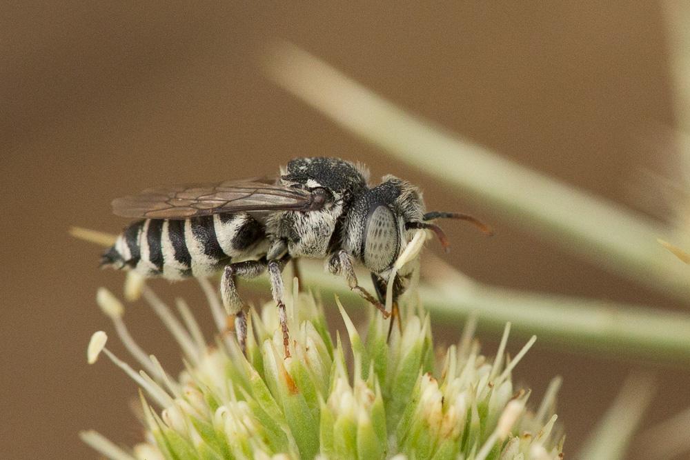Coelioxys obtusa Pérez, 1884