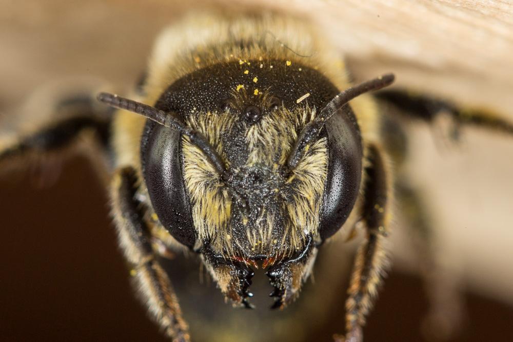  Osmia signata Erichson, 1835