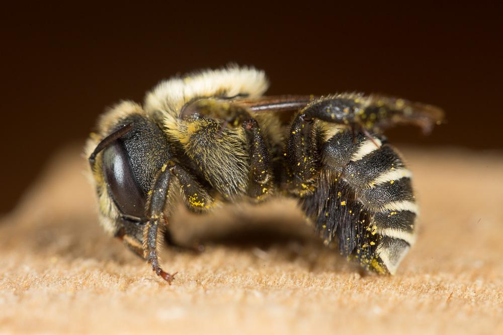 Osmia signata Erichson, 1835