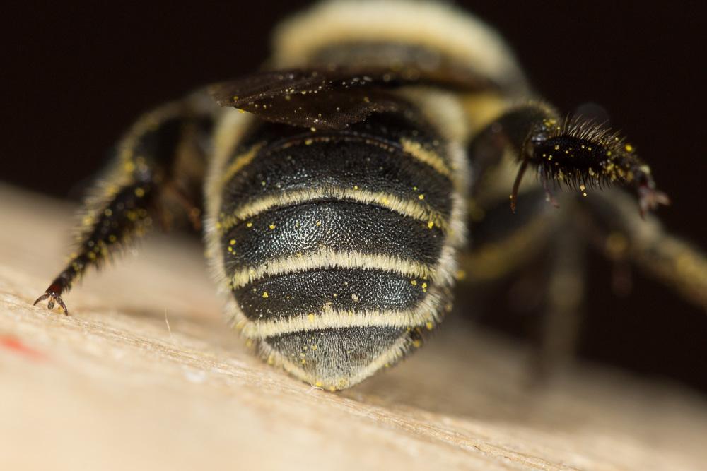 Osmia signata Erichson, 1835
