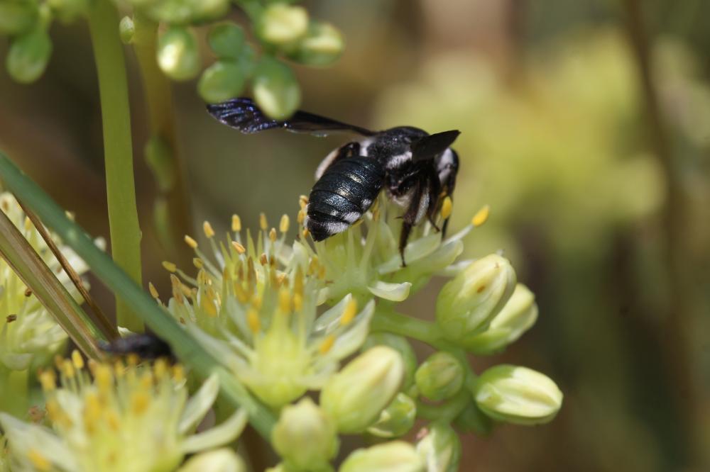Andrena asperrima Pérez, 1895