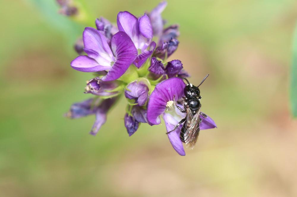 Ceratine commune Ceratina cucurbitina (Rossi, 1792)