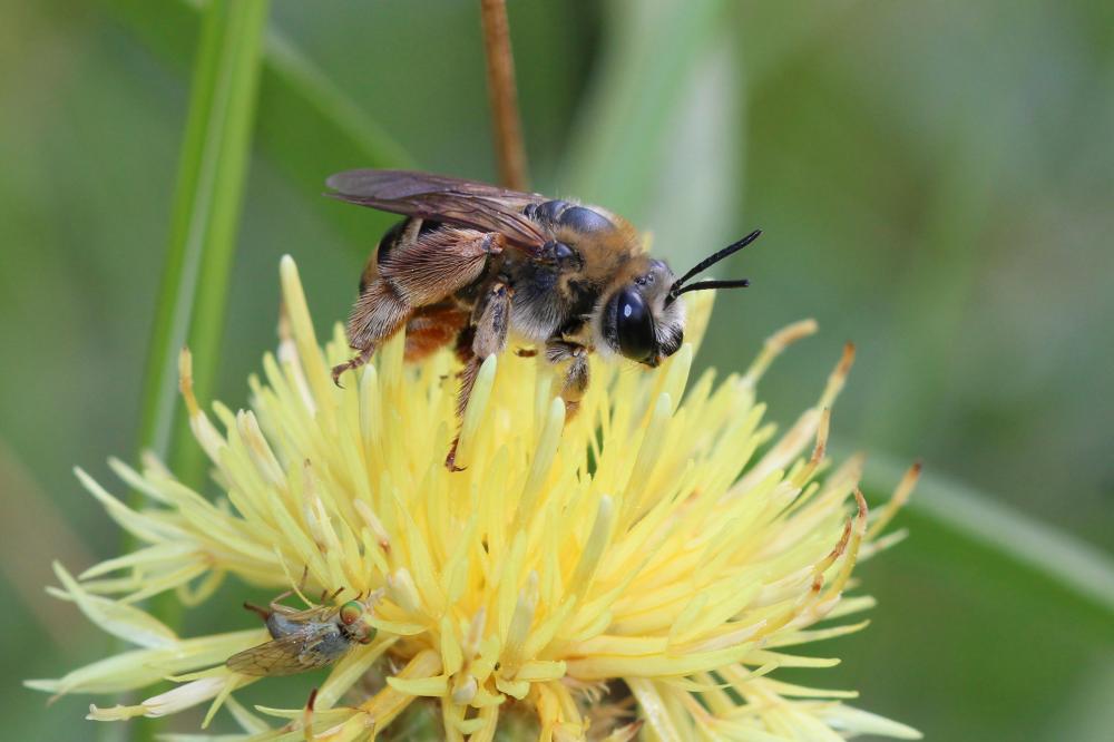 Eucère taurique Eucera taurica Morawitz, 1871