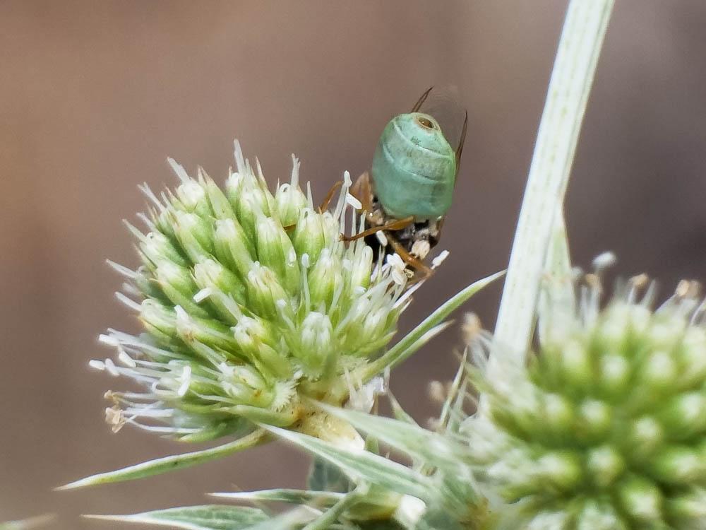  Odontomyia angulata (Panzer, 1798)