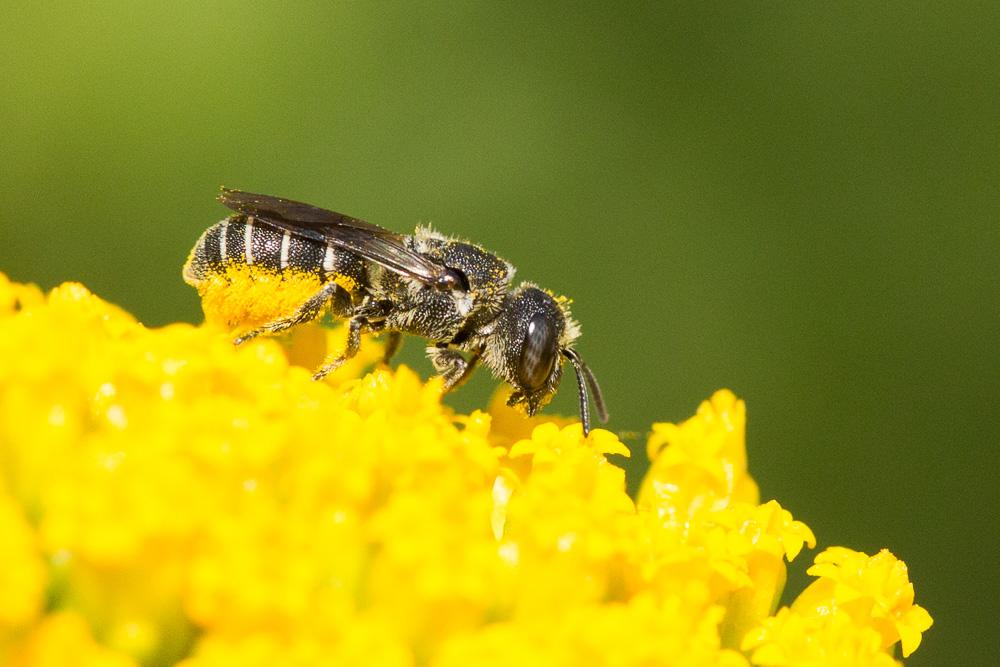  Heriades crenulata Nylander, 1856