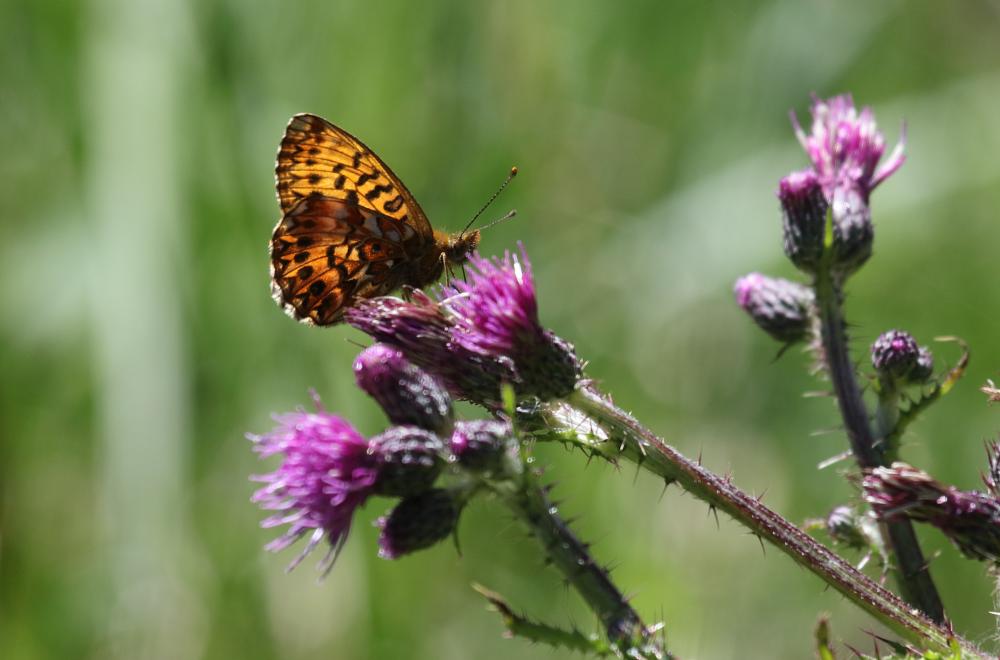 Nacré porphyrin (Le), Alezan (L'), Jason (Le), Gra Boloria titania (Esper, 1793)