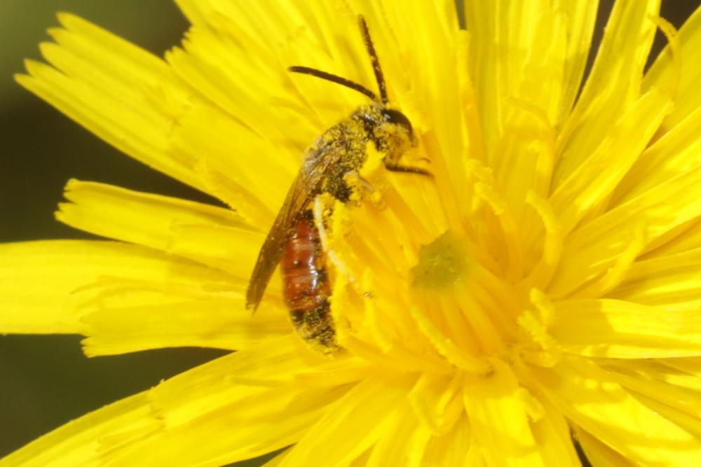 Lasioglossum albipes (Fabricius, 1781)