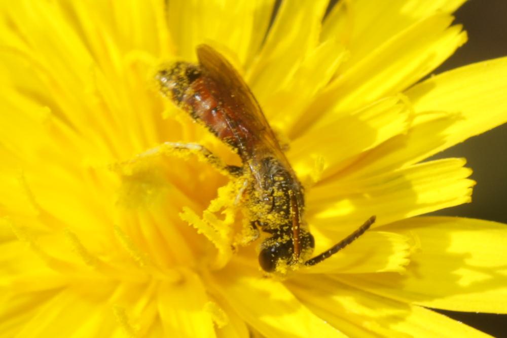  Lasioglossum albipes (Fabricius, 1781)