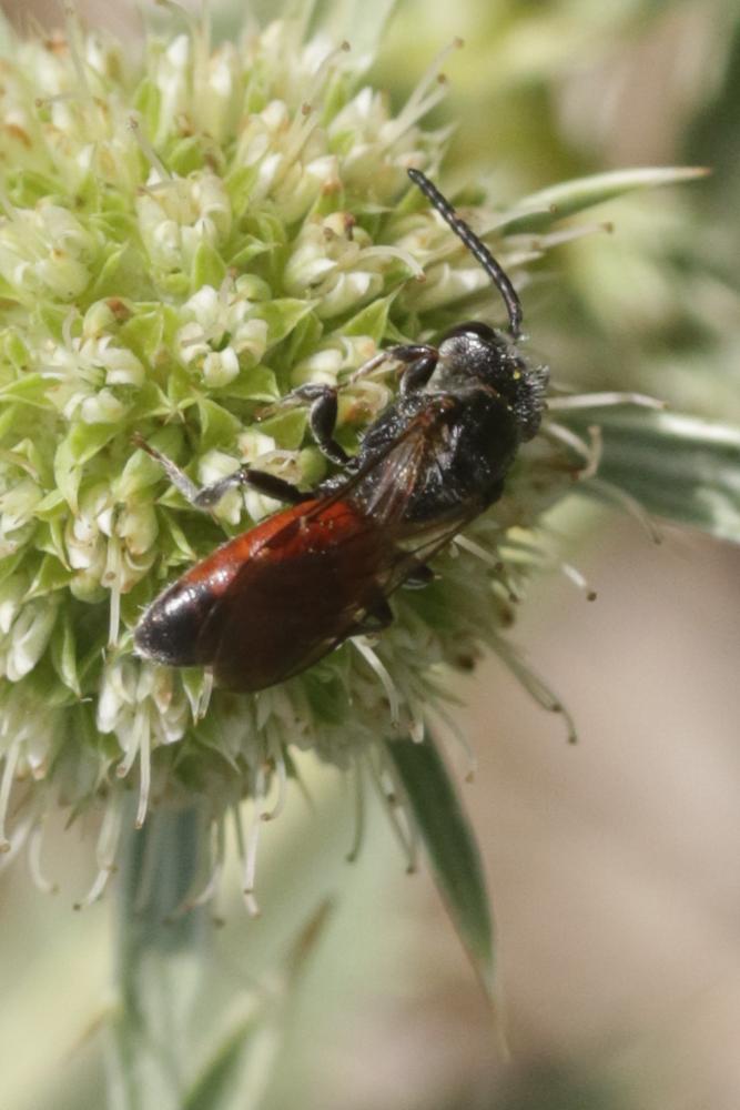 Sphecodes Latreille, 1804