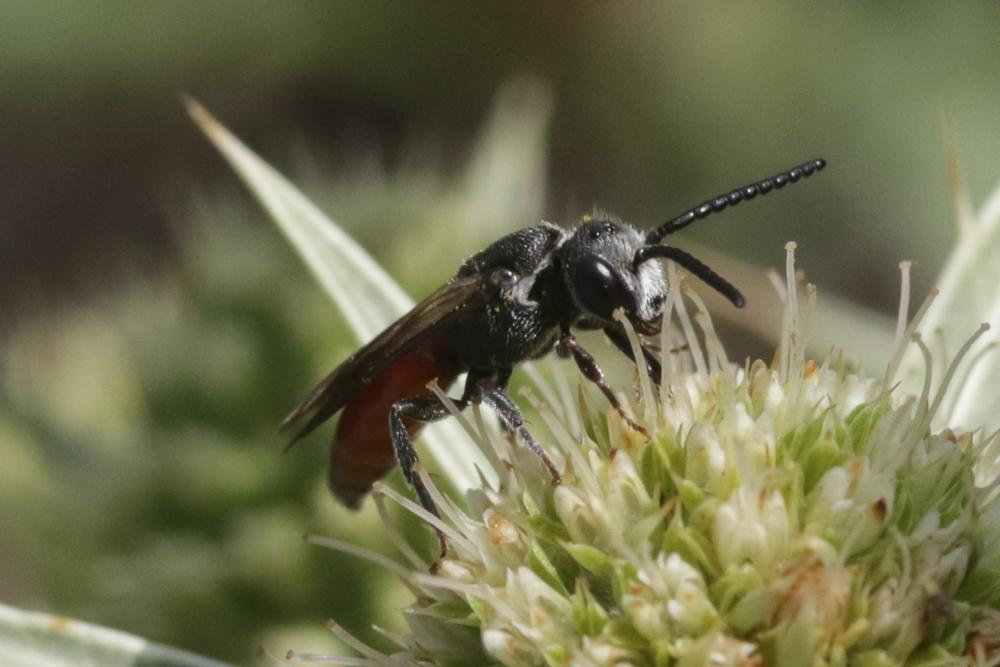  Sphecodes Latreille, 1804