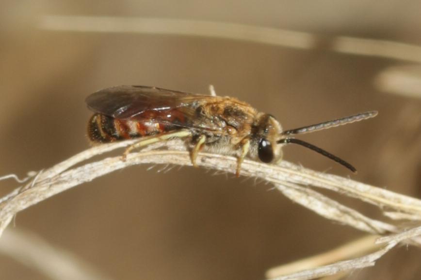  Lasioglossum albipes (Fabricius, 1781)