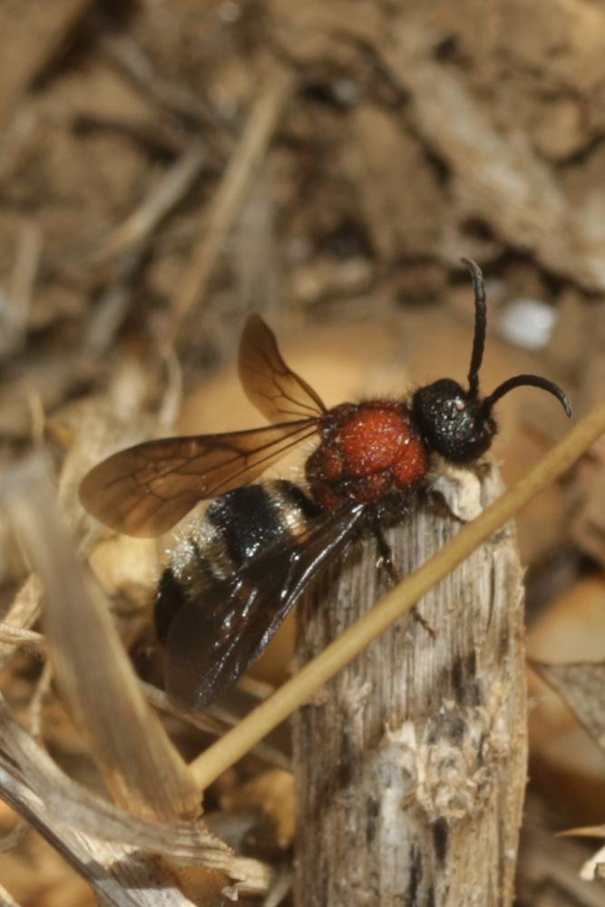  Dasylabris maura (Linnaeus, 1758)