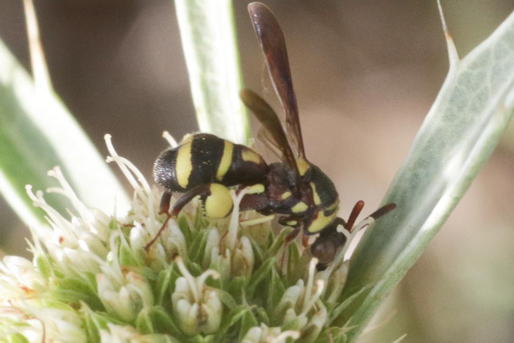  Leucospis brevicauda Fabricius