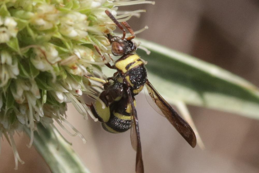  Leucospis brevicauda Fabricius