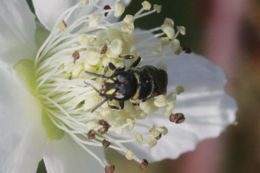  Hylaeus gibbus Saunders, 1850