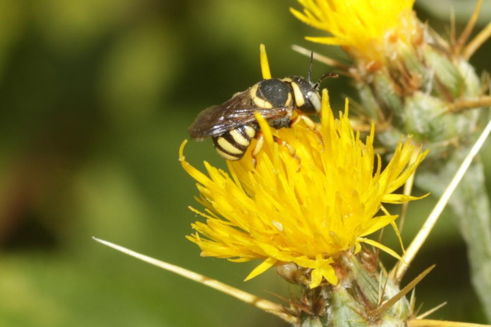  Pseudoanthidium scapulare (Latreille, 1809)