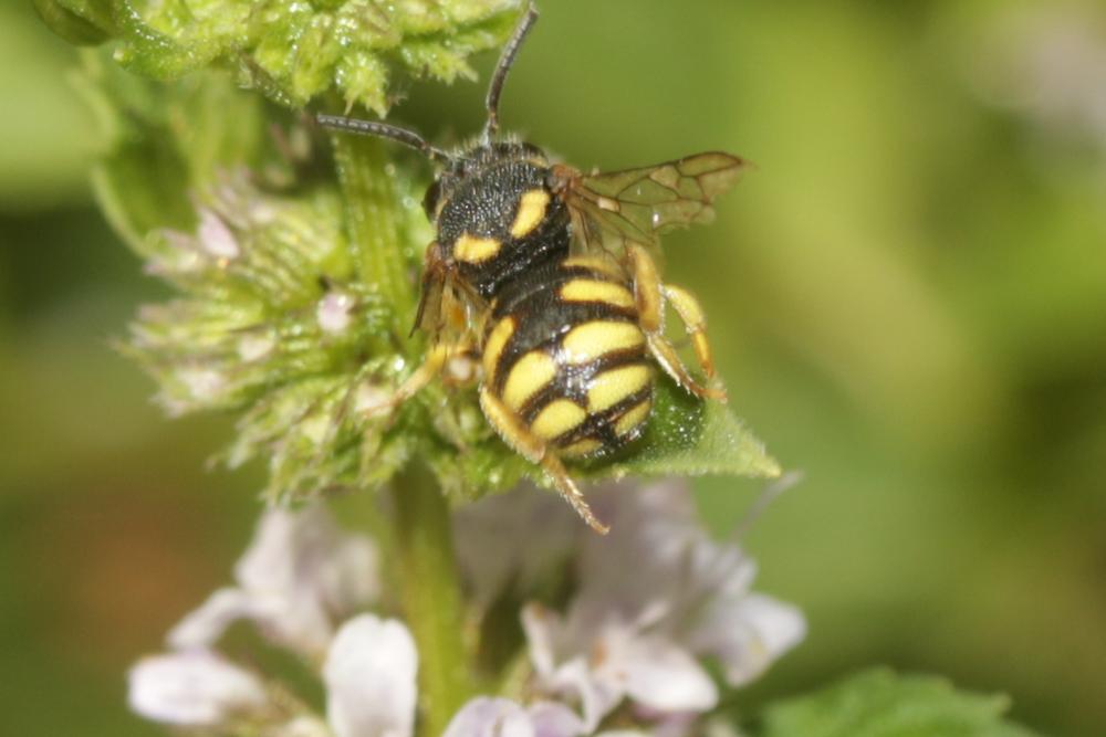  Stelis signata (Latreille, 1809)