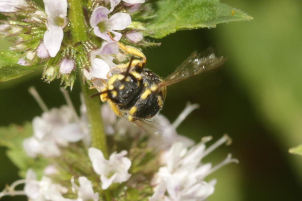  Stelis signata (Latreille, 1809)