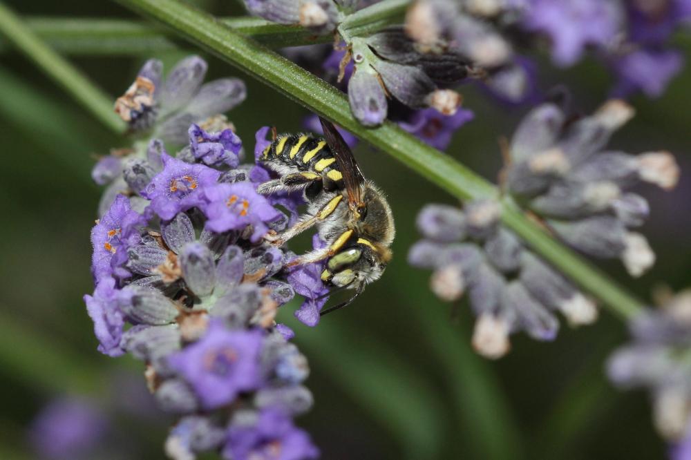  Anthidium diadema Latreille, 1809