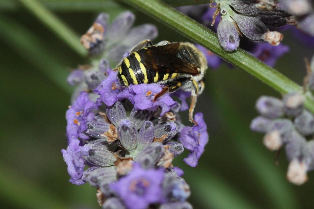 Anthidium diadema Latreille, 1809