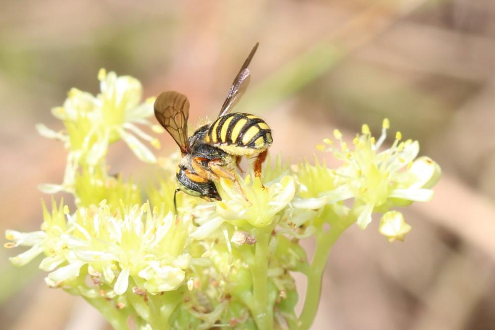  Anthidium oblongatum (Illiger, 1806)