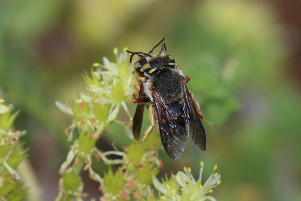 Anthidium oblongatum (Illiger, 1806)
