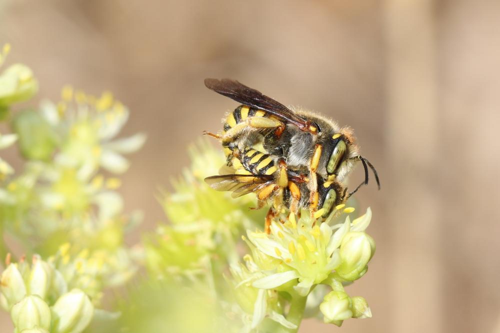 Anthidium oblongatum (Illiger, 1806)