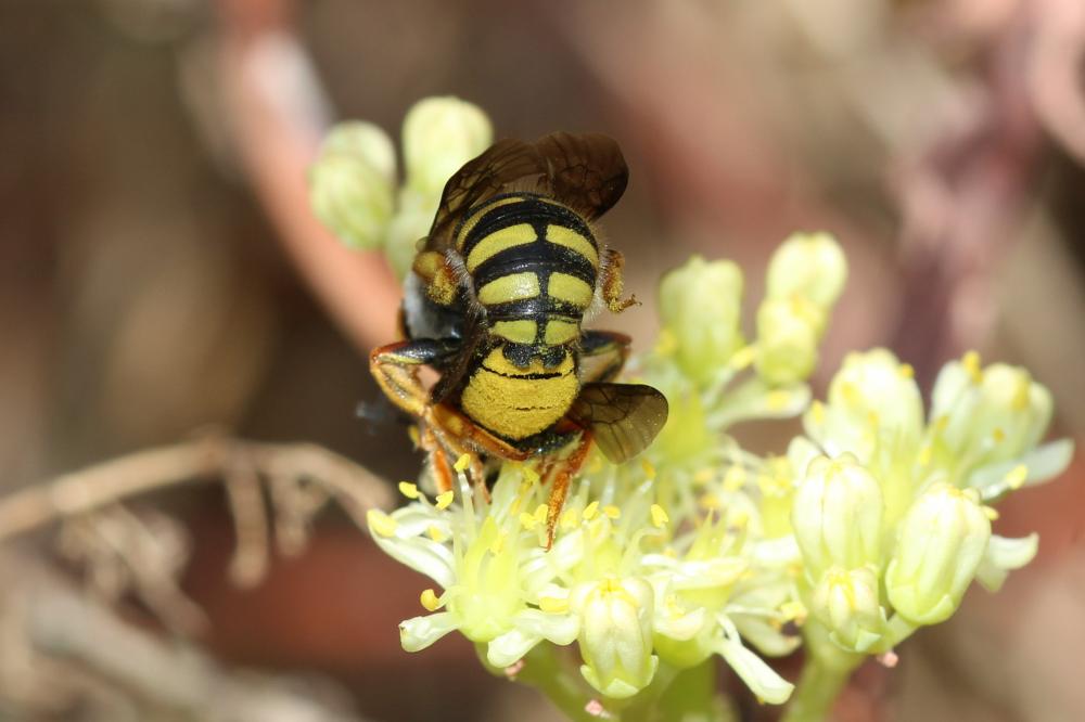 Anthidium oblongatum (Illiger, 1806)