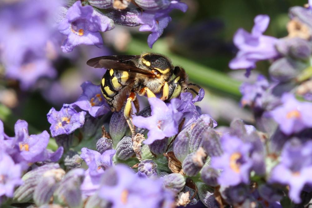  Anthidium loti Perris, 1852